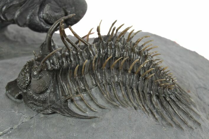 Top Quality Spiny Comura Trilobite With Austerops - Morocco #350540